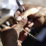 Coffee bean sprout in the grafting process