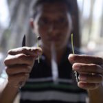 Arabica sprout grafted onto robusta root