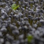 Coffee beans sprouting